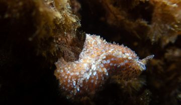 Thysanozoon_brocchii
