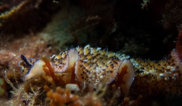 Thysanozoon_brocchii