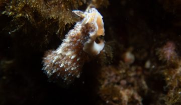 Thysanozoon_brocchii