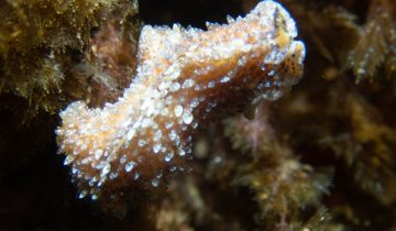 Thysanozoon_brocchii