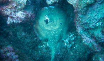 Torpedo_torpedo