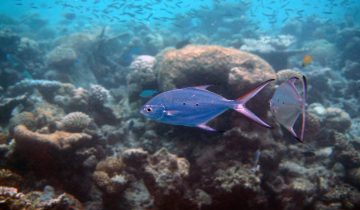 Trachinotus_baillonii