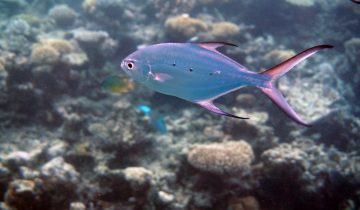 Trachinotus_baillonii