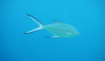 Trachinotus_baillonii