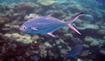 Trachinotus_baillonii