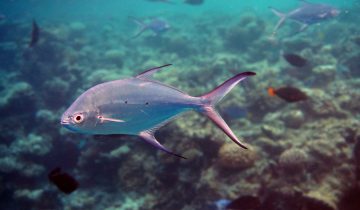 Trachinotus_baillonii
