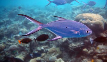 Trachinotus_baillonii