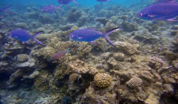 Trachinotus_baillonii