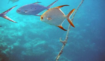 Trachinotus_blochii