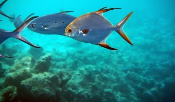 Trachinotus_blochii