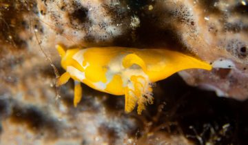 Trapania_maculata