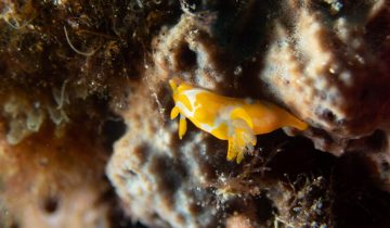 Trapania_maculata