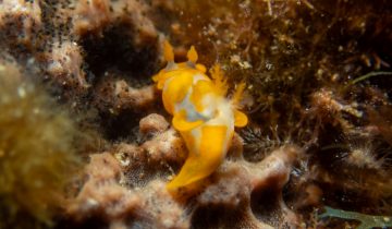 Trapania_maculata