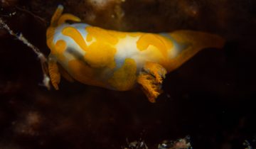 Trapania_maculata