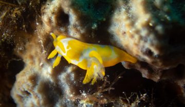 Trapania_maculata