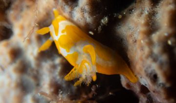 Trapania_maculata