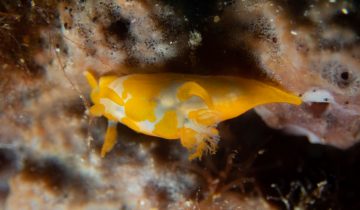 Trapania_maculata