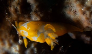 Trapania_maculata