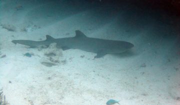 Triaenodon_obesus