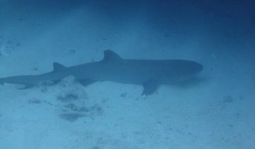 Triaenodon_obesus