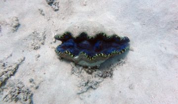 Tridacna_spp