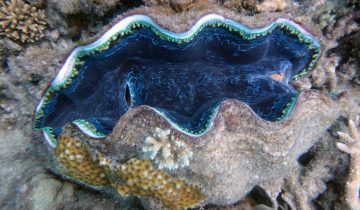 Tridacna_spp