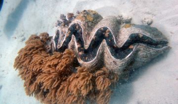 Tridacna_spp