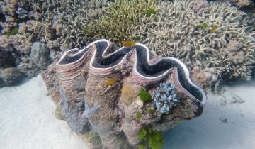 Tridacna_spp