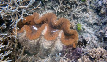 Tridacna_spp