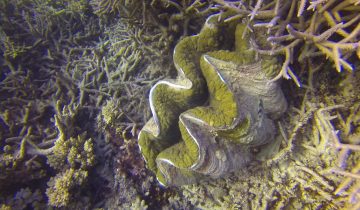 Tridacna_spp