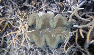 Tridacna_spp