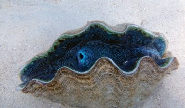 Tridacna_spp