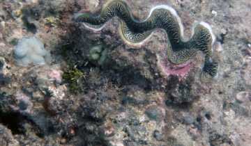 Tridacna_spp