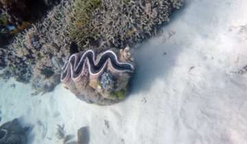 Tridacna_spp