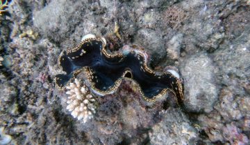 Tridacna_spp
