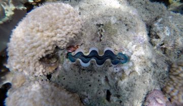 Tridacna_spp