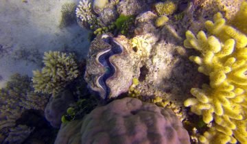 Tridacna_spp
