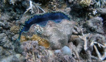 Tridacna_spp