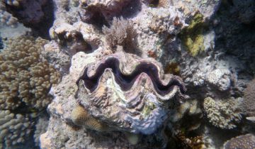 Tridacna_spp