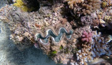 Tridacna_spp