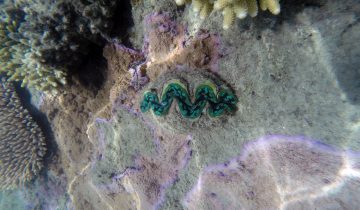 Tridacna_spp