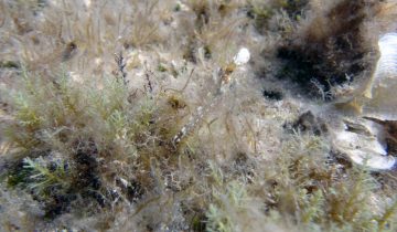 Tripterygion_delaisi