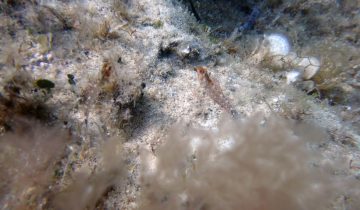 Tripterygion_delaisi