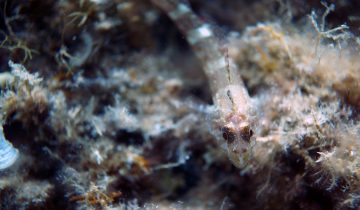 Tripterygion_delaisi