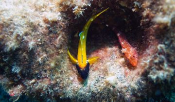 Tripterygion_delaisi