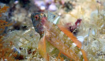 Tripterygion_delaisi