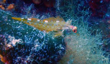 Tripterygion_delaisi