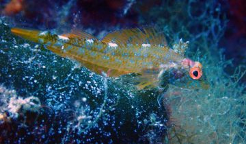 Tripterygion_delaisi