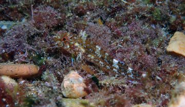 Tripterygion_delaisi