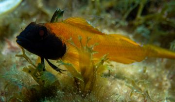 Tripterygion_delaisi